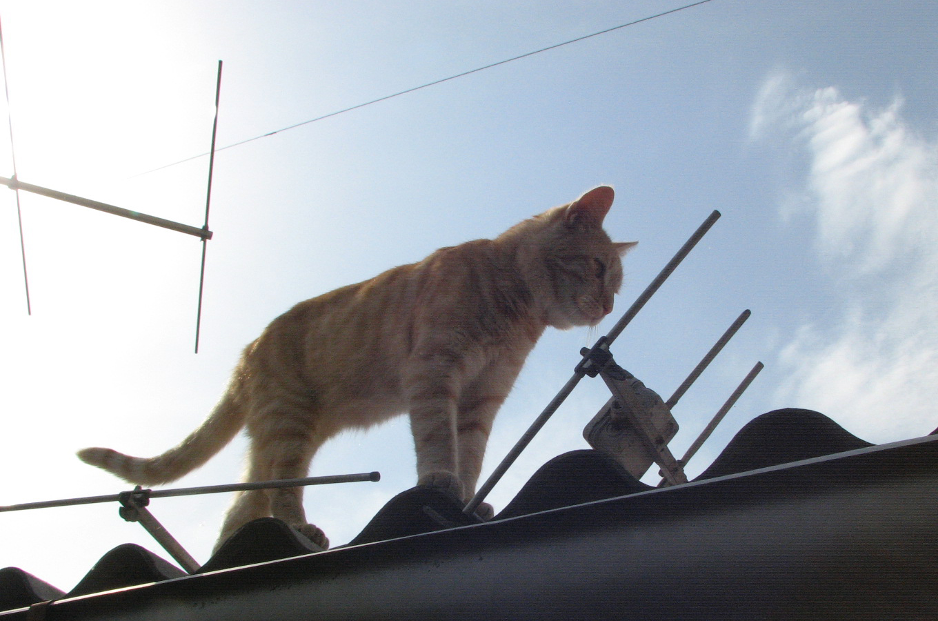 ‚Die Katze auf dem heißen Blechdach’