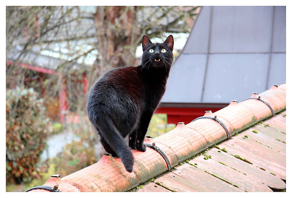 Die Katze auf dem heißen Blechdach