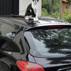 Die Katze auf dem heissen Blechdach ...