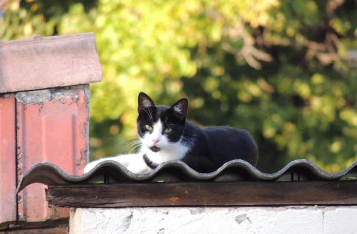 Die Katze auf dem heißen Blechdach