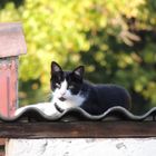 Die Katze auf dem heißen Blechdach