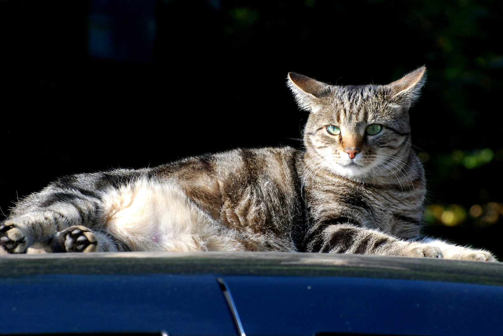 "Die Katze auf dem heißen Blechdach"