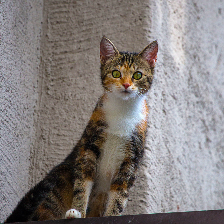 < Die Katze auf dem heißen Blechdach >