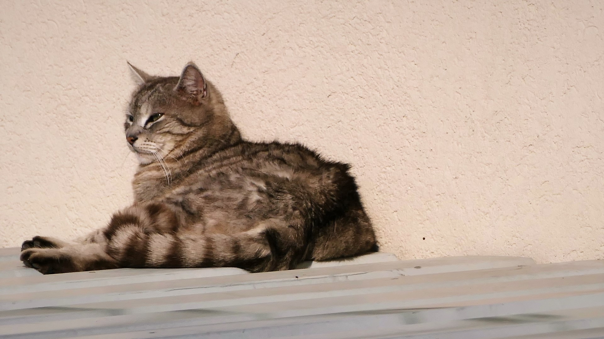 Die Katze auf dem heißen Blechdach