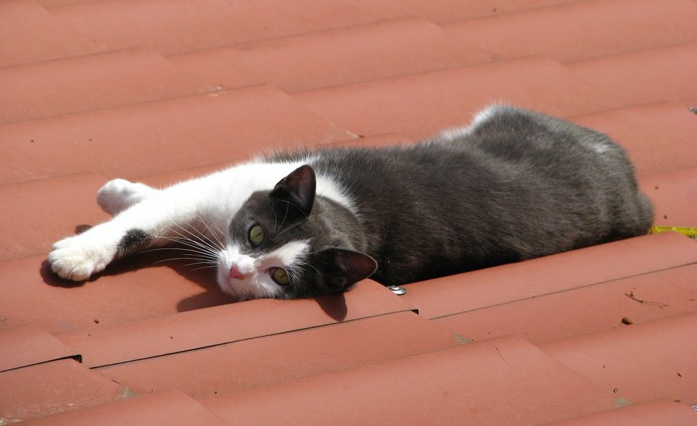 Die Katze auf dem heißen Blechdach