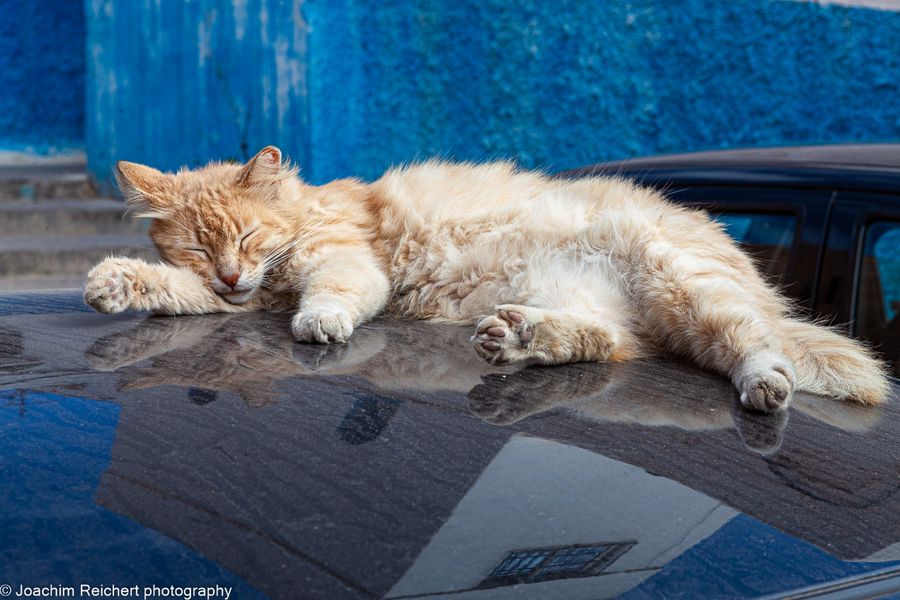 Die Katze auf dem heißen Blechdach