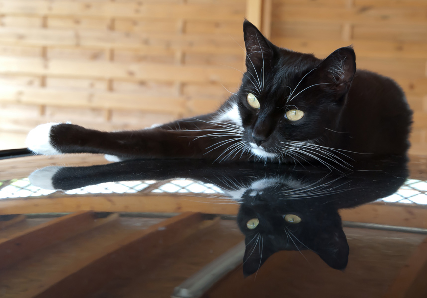 Die Katze auf dem heißen Blechdach Blechdach, Die katze