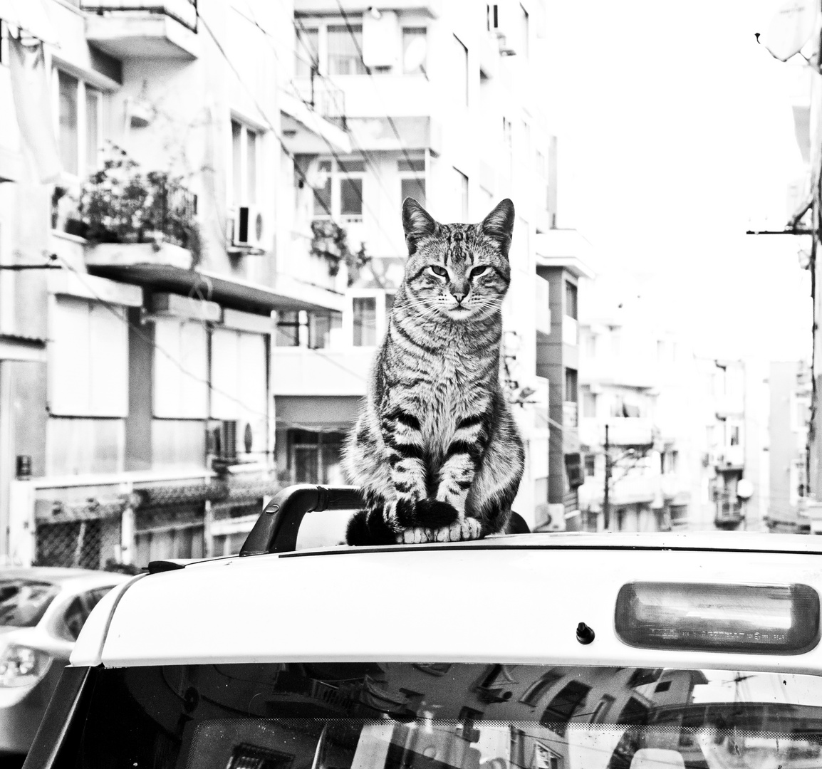 Die Katze auf dem heißen Blechdach...( in Izmir )