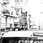 Die Katze auf dem heißen Blechdach...( in Izmir )