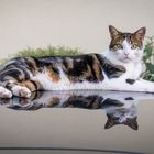 Die Katze auf dem heißen Blechdach ... (zum Spiegeltag)
