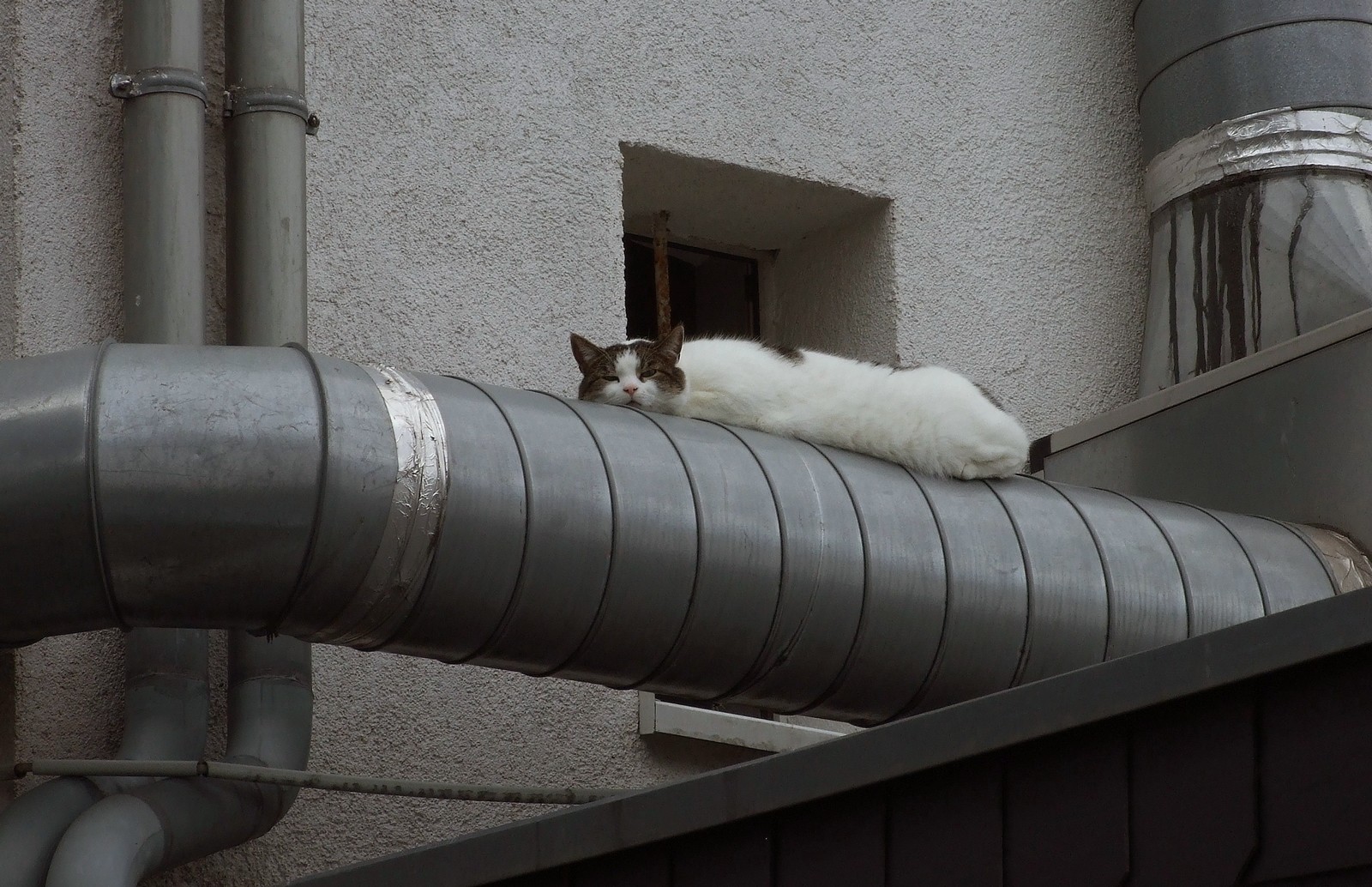 Die Katze auf dem heißen Blechrohr