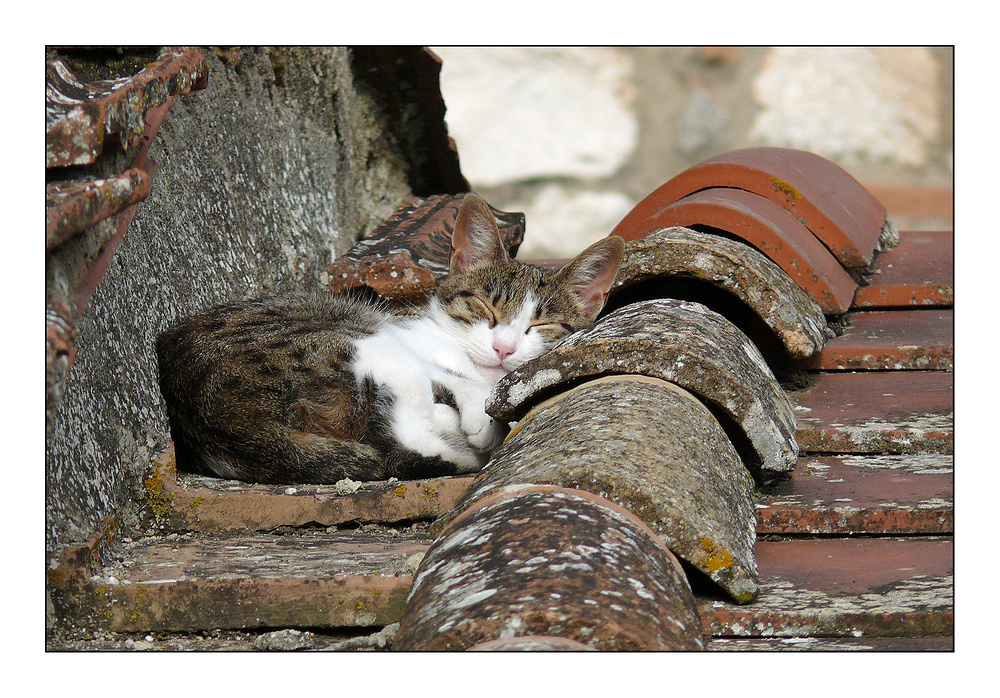 Die Katze auf dem heißen Dach