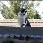 Die Katze auf dem heißen Dach