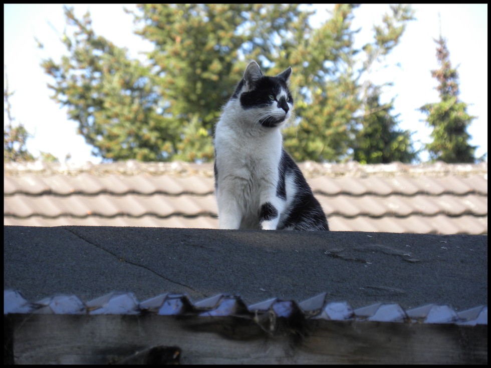 Die Katze auf dem heißen Dach