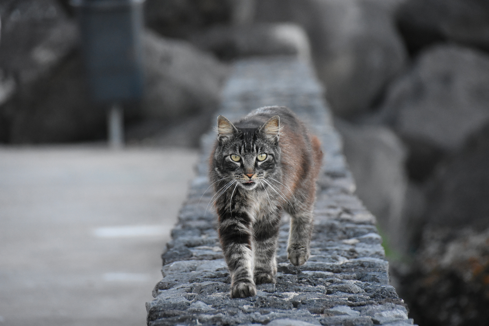 Die Katze auf dem heißen Stein