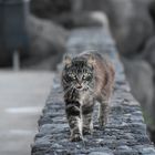 Die Katze auf dem heißen Stein