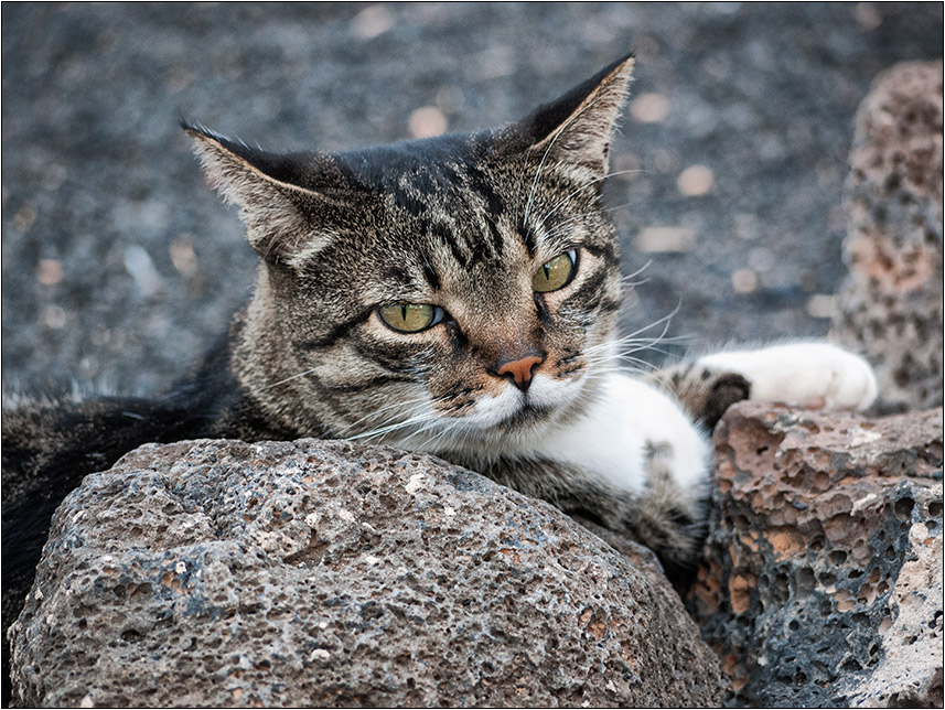 Die Katze auf dem heißen Stein