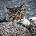 Die Katze auf dem heißen Stein