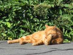 Die Katze auf dem heißen Teerdach