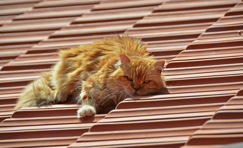 Die Katze auf dem heißen Vordach...