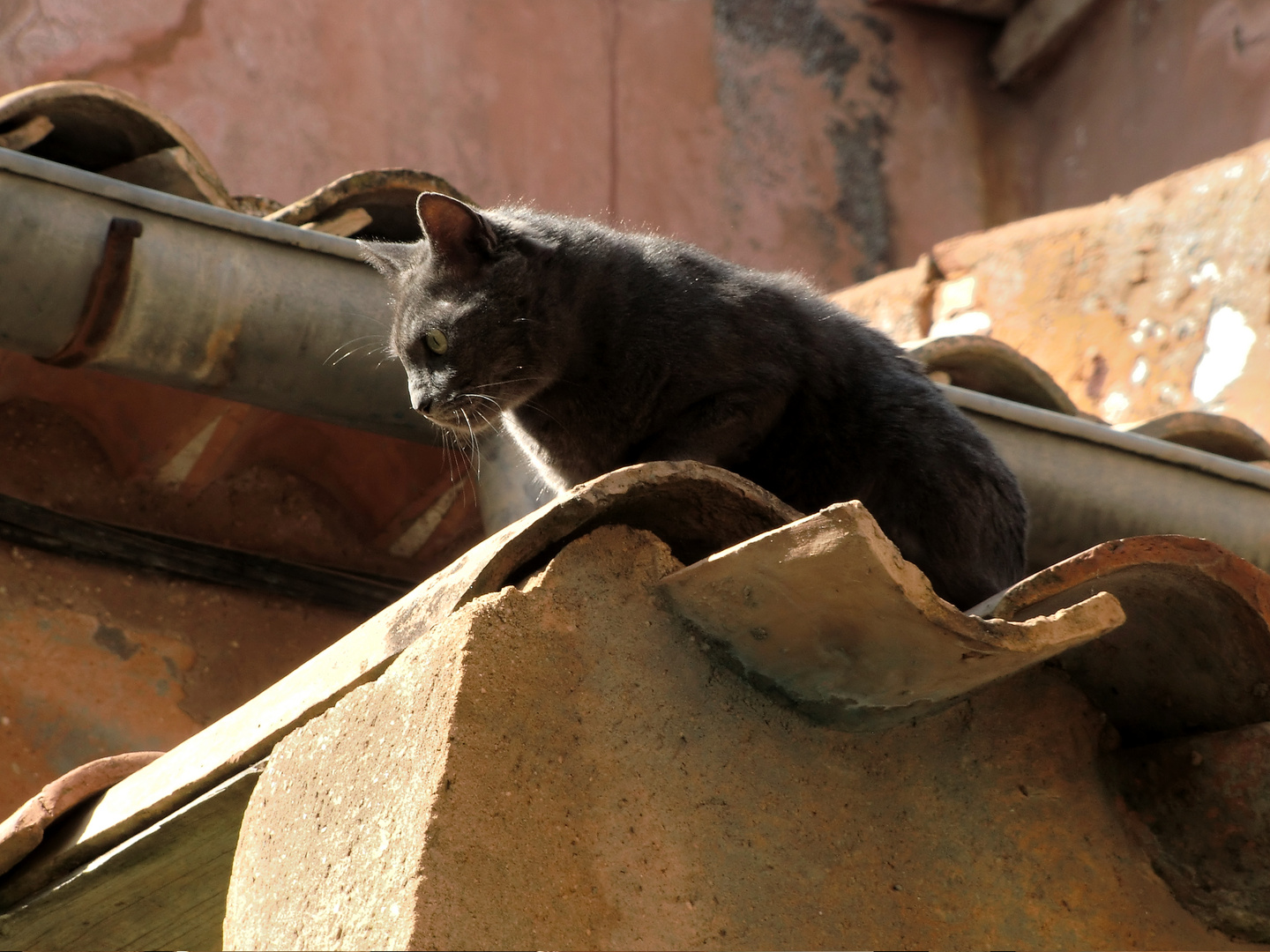 Die Katze auf dem heißen Ziegeldach