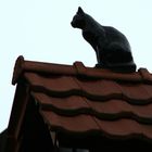 Die Katze auf dem heißen Ziegeldach oder so ähnlich... ---> Gelöst