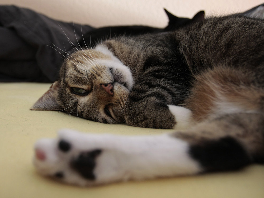 Die Katze auf dem Hochbett