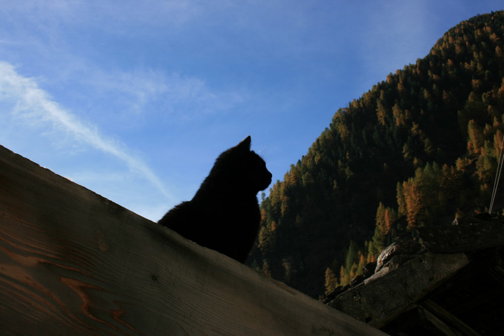 die Katze auf dem Holzdach