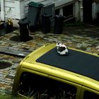 Die Katze auf dem kalten Autodach