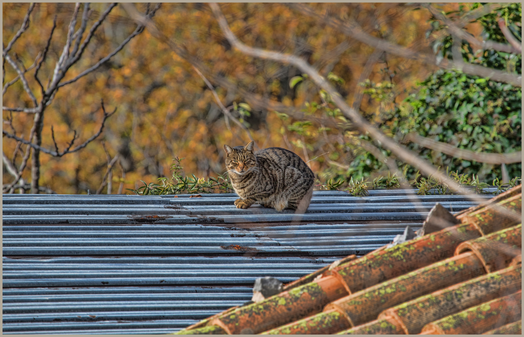 die Katze auf dem kalten Blechdach