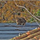 die Katze auf dem kalten Blechdach