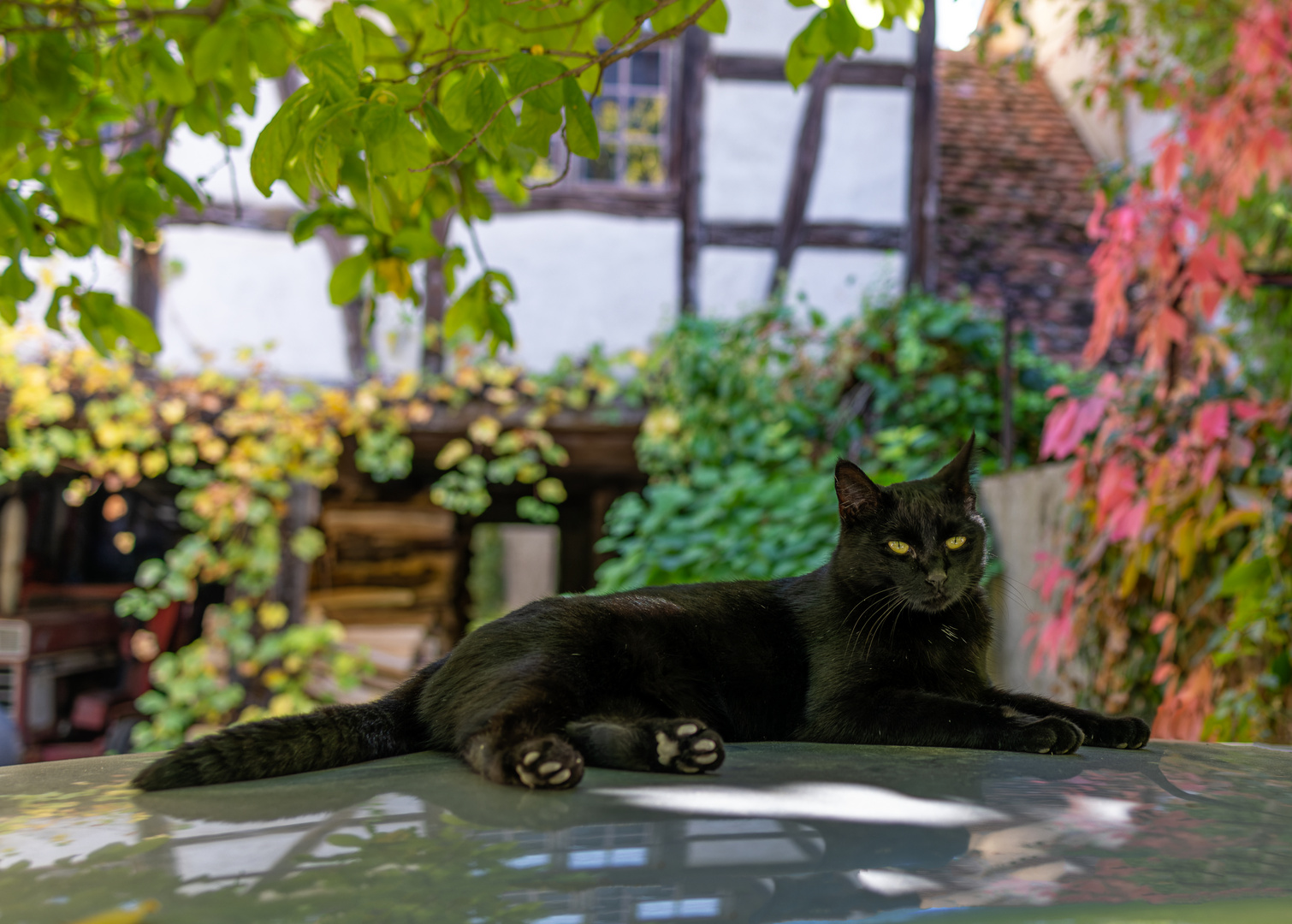 "Die Katze auf dem kalten Blechdach" Oktober 2023