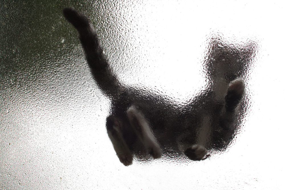 Die Katze auf dem nassen Glasdach