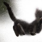 Die Katze auf dem nassen Glasdach