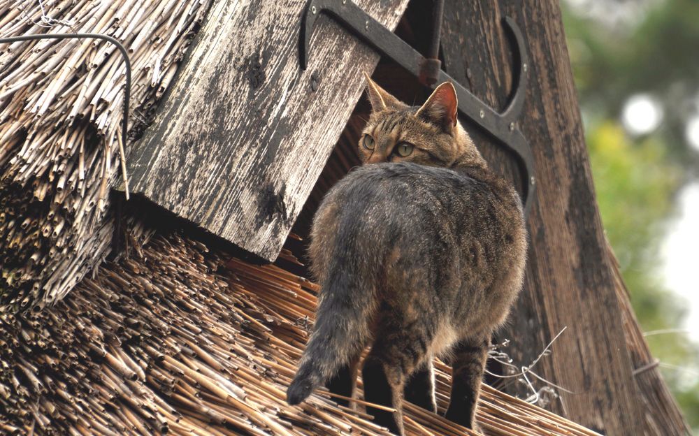 Die Katze auf dem Rohrdach