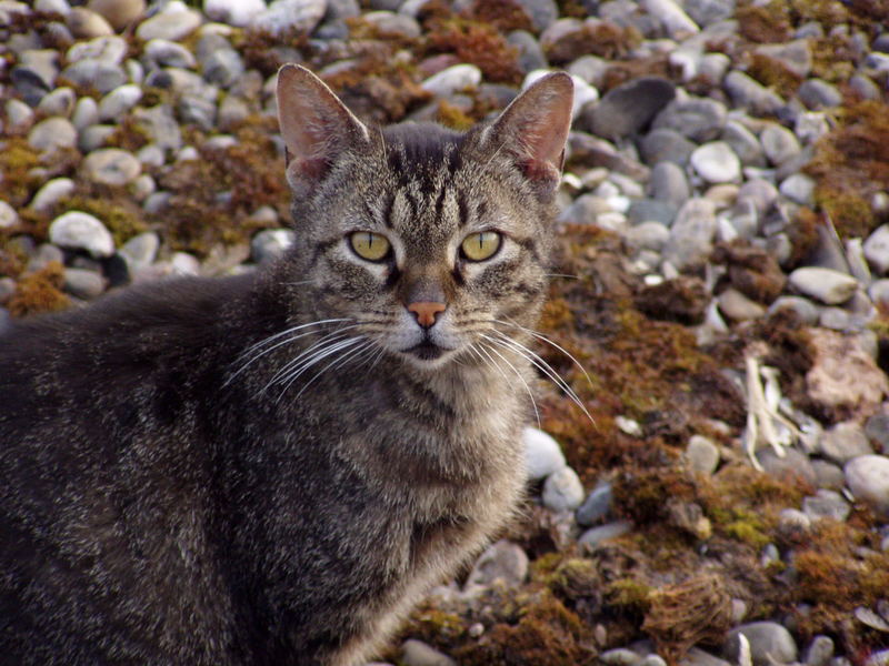 Die Katze auf dem warmen Flachdach