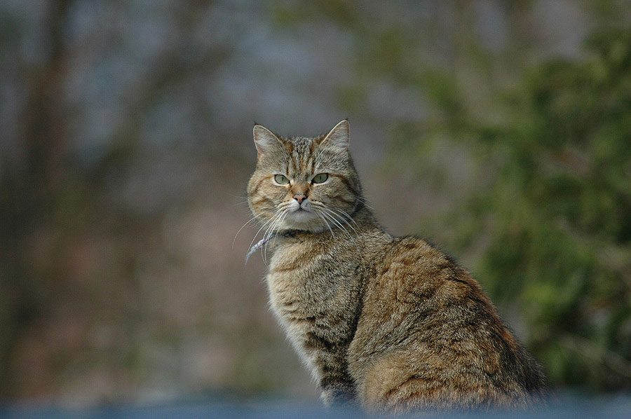 Die Katze auf dem Wellblechdach