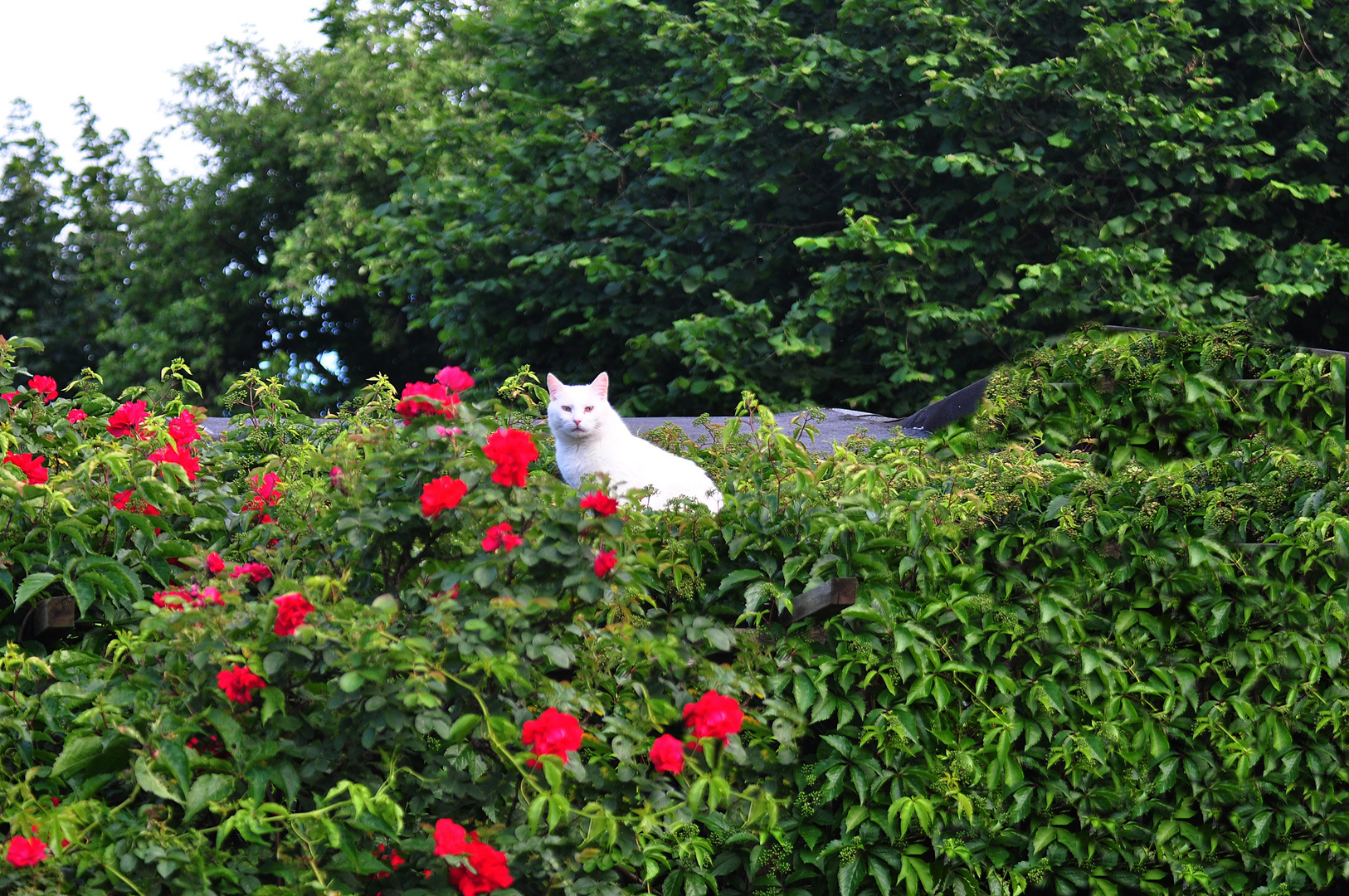 Die Katze auf den heißen Dach