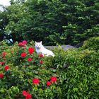 Die Katze auf den heißen Dach