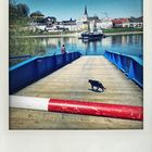 die Katze auf der Donaufähre !