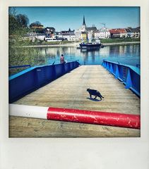 die Katze auf der Donaufähre !