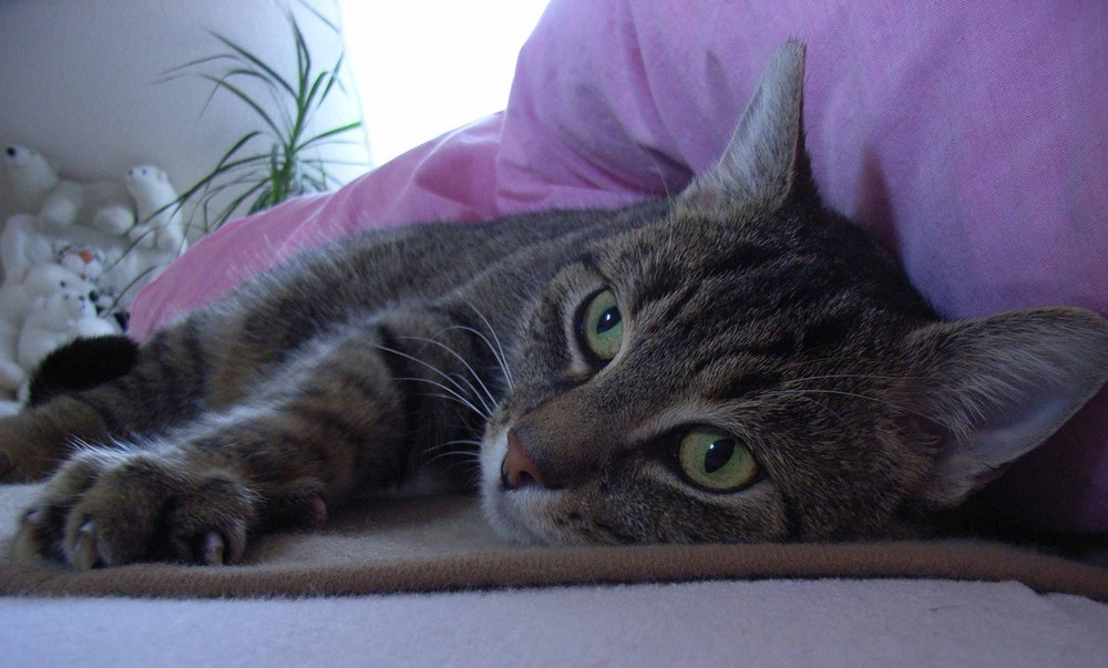 Die Katze auf der heissen Bettdecke :)