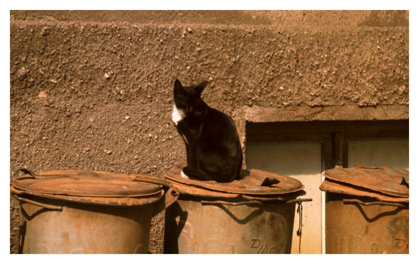 Die Katze auf der heißen Blechtonne