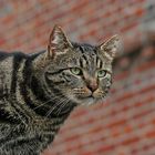 Die Katze auf der Mauer, liegt so auf der Lauer