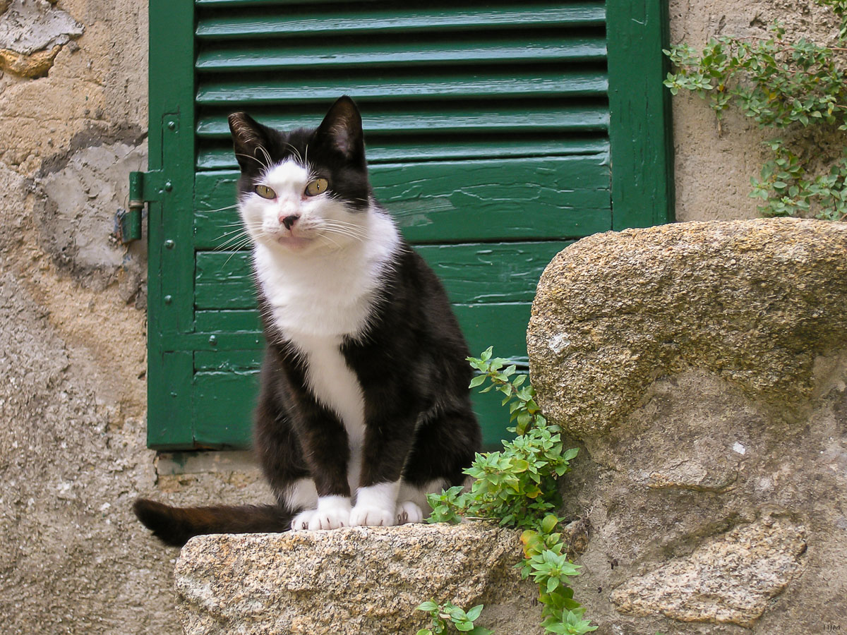 Die Katze auf der Treppe