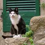 Die Katze auf der Treppe