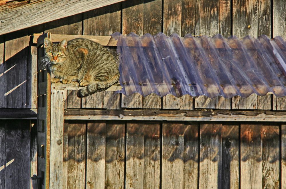 Die Katze auf der warmen Holzwand.