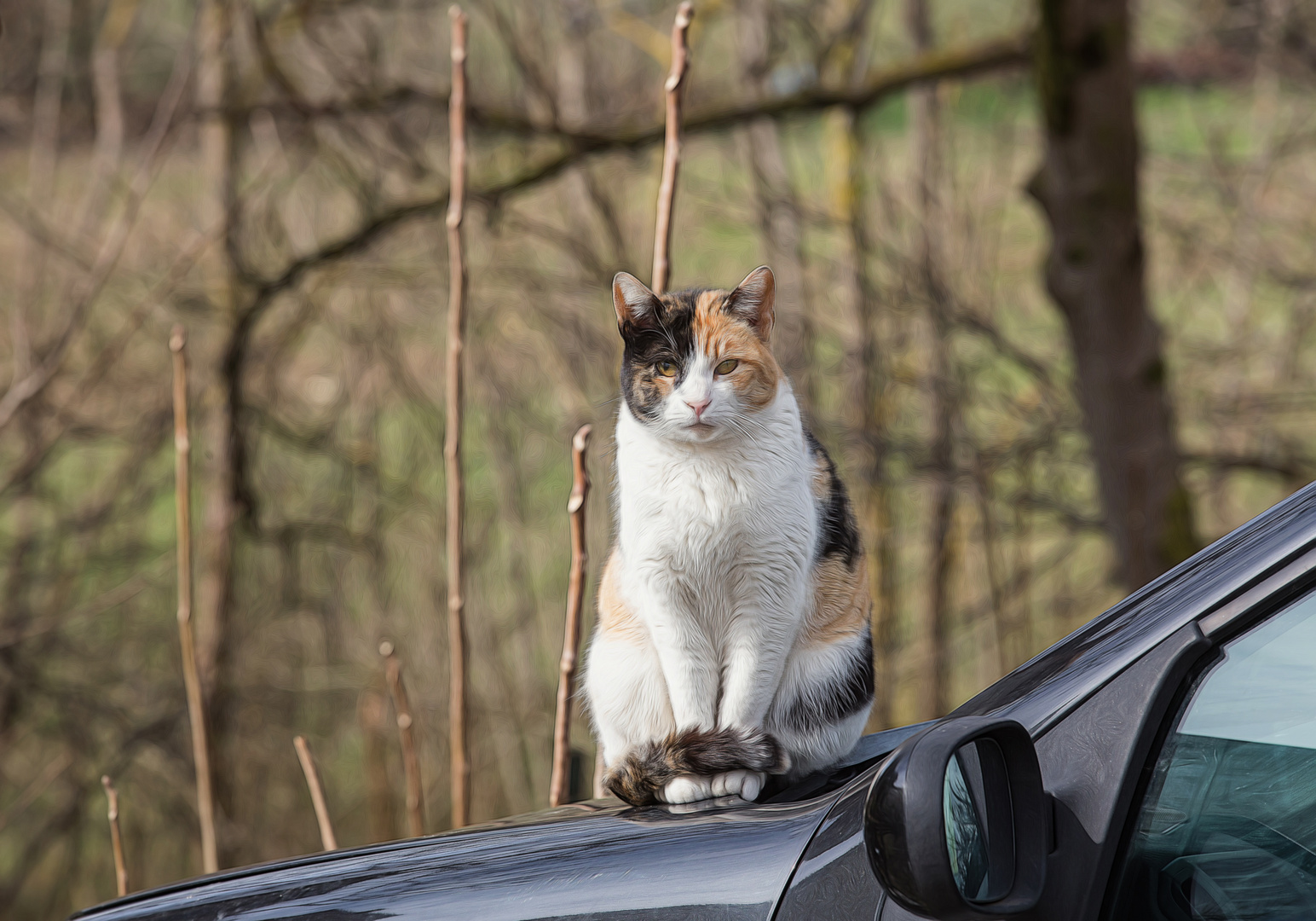 die Katze auf der warmen Motorhaube