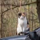 die Katze auf der warmen Motorhaube