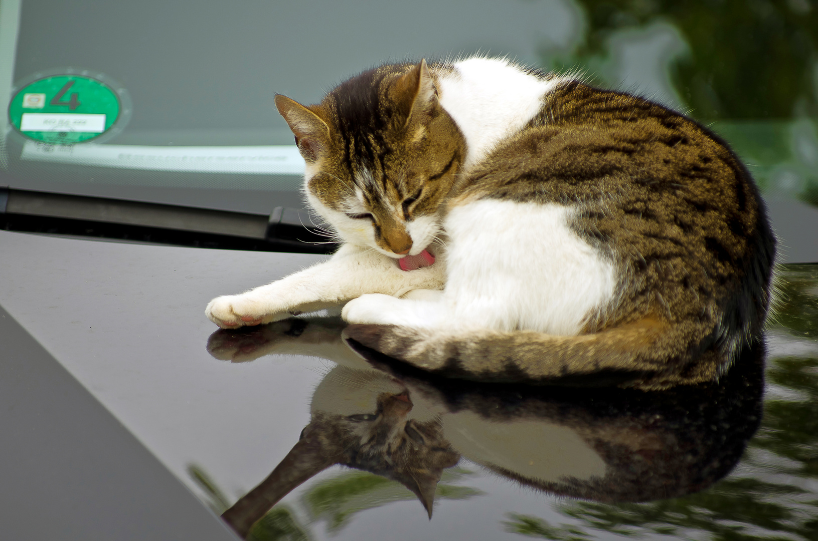 Die Katze auf der warmen Motorhaube...